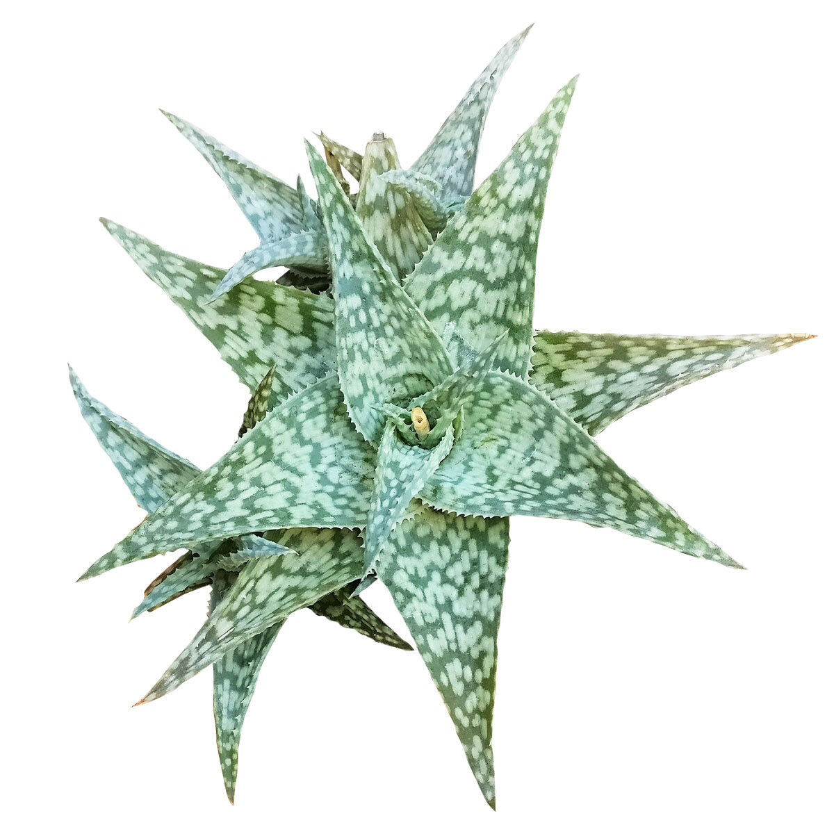 albino aloe vera plant White Fox Aloe for Sale