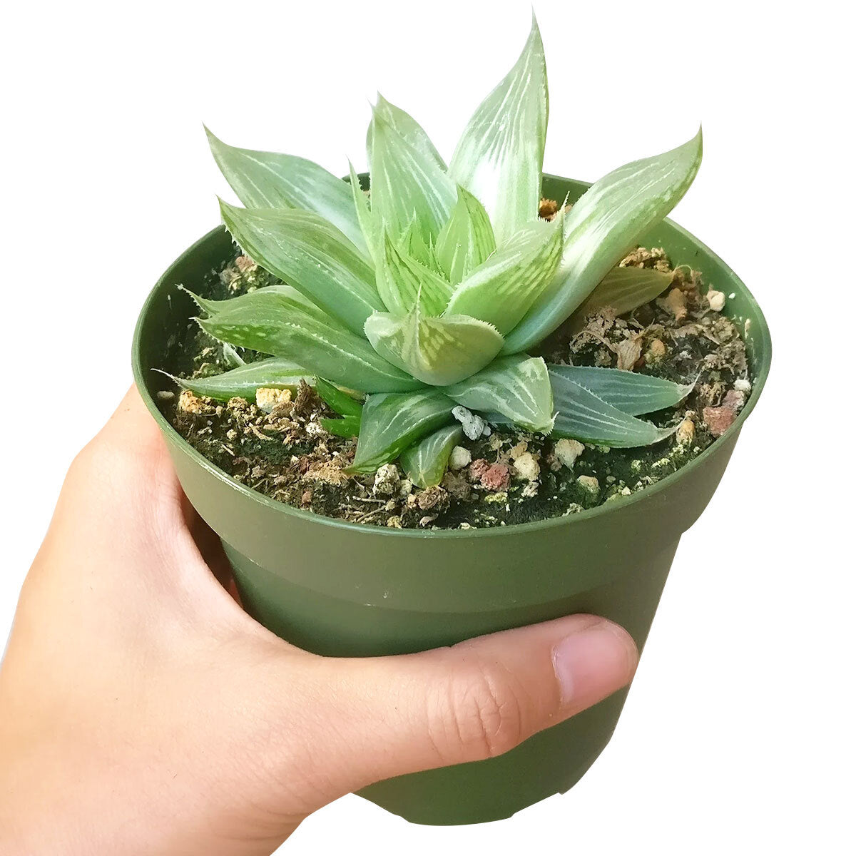 Haworthia cooperi variegata, succulent care, succulent care guide, succulents store in CA, Succulents, succulents shop in California, Rare succulents, succulent plant, cactus, Haworthia cooperi variegata in California, How to grow Haworthia cooperi variegata. indoor succulents