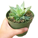 succulent care guide, Succulents shop near me, succulent care, how to grow succulents, Succulents, Silver haworthia in California, How to grow Silver haworthia, rare succulents, rare succulents for sale