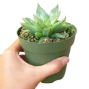succulent care guide, Succulents shop near me, succulent care, how to grow succulents, Succulents, Silver haworthia in California, How to grow Silver haworthia, rare succulents, rare succulents for sale