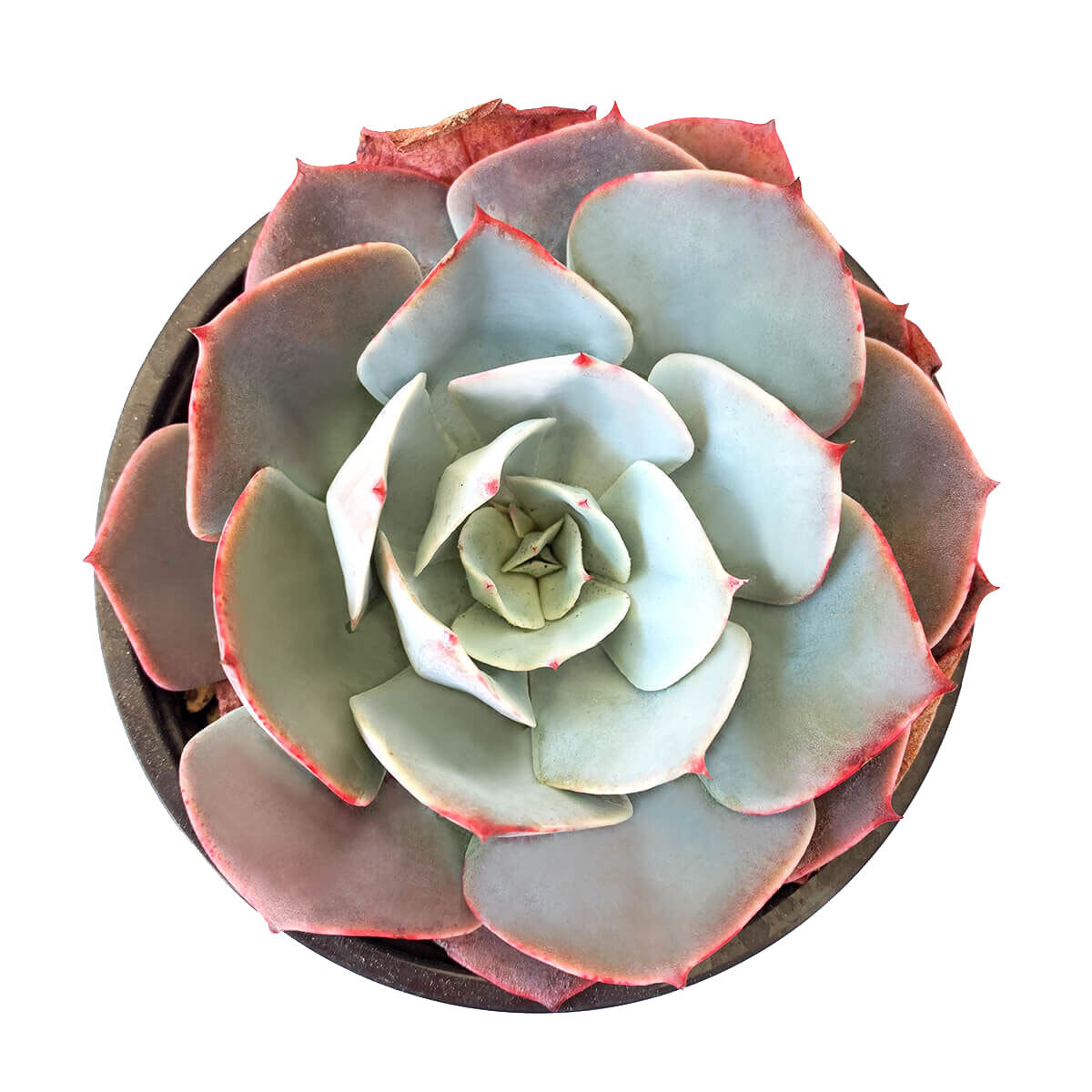 white roses and succulents Echeveria White Rose Rare Succulent | Perfect Gift for Succulent Lover