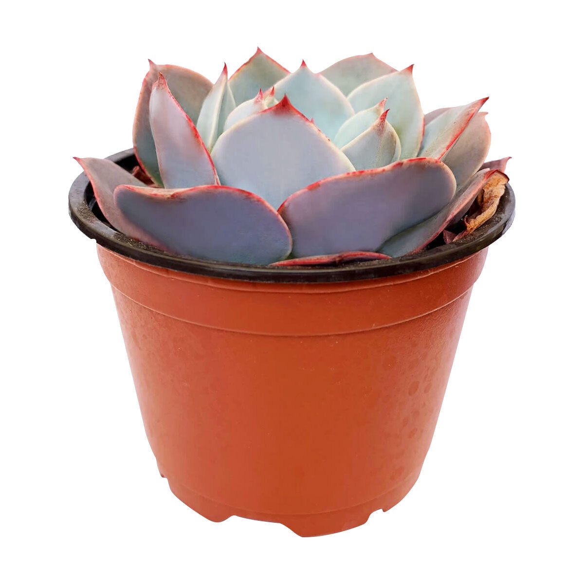 white rose succulent care Echeveria White Rose Rare Succulent | Perfect Gift for Succulent Lover