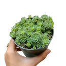 white diamond sedum for sale, Succulents shop near me, cactus, succulent subscription, succulents garden, succulent care, succulent care guide, how to grow succulents, succulent care tips, white diamond sedum in California, How to grow white diamond sedum