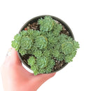 white diamond sedum for sale, Succulents shop near me, cactus, succulent subscription, succulents garden, succulent care, succulent care guide, how to grow succulents, succulent care tips, white diamond sedum in California, How to grow white diamond sedum