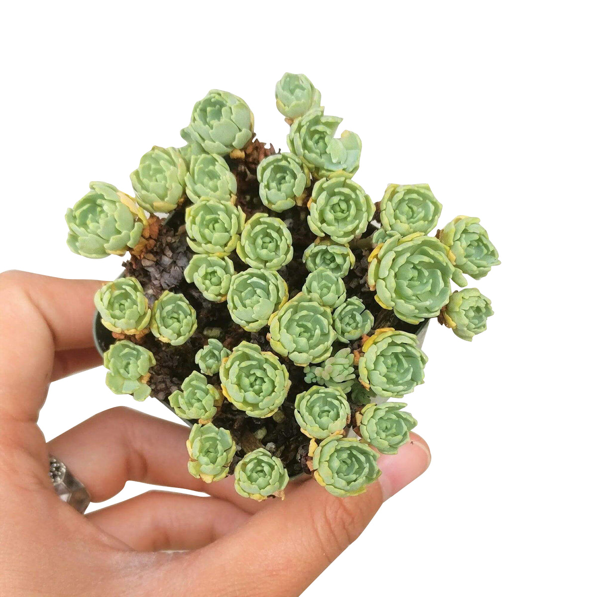white diamond sedum for sale, Succulents shop near me, cactus, succulent subscription, succulents garden, succulent care, succulent care guide, how to grow succulents, succulent care tips, white diamond sedum in California, How to grow white diamond sedum