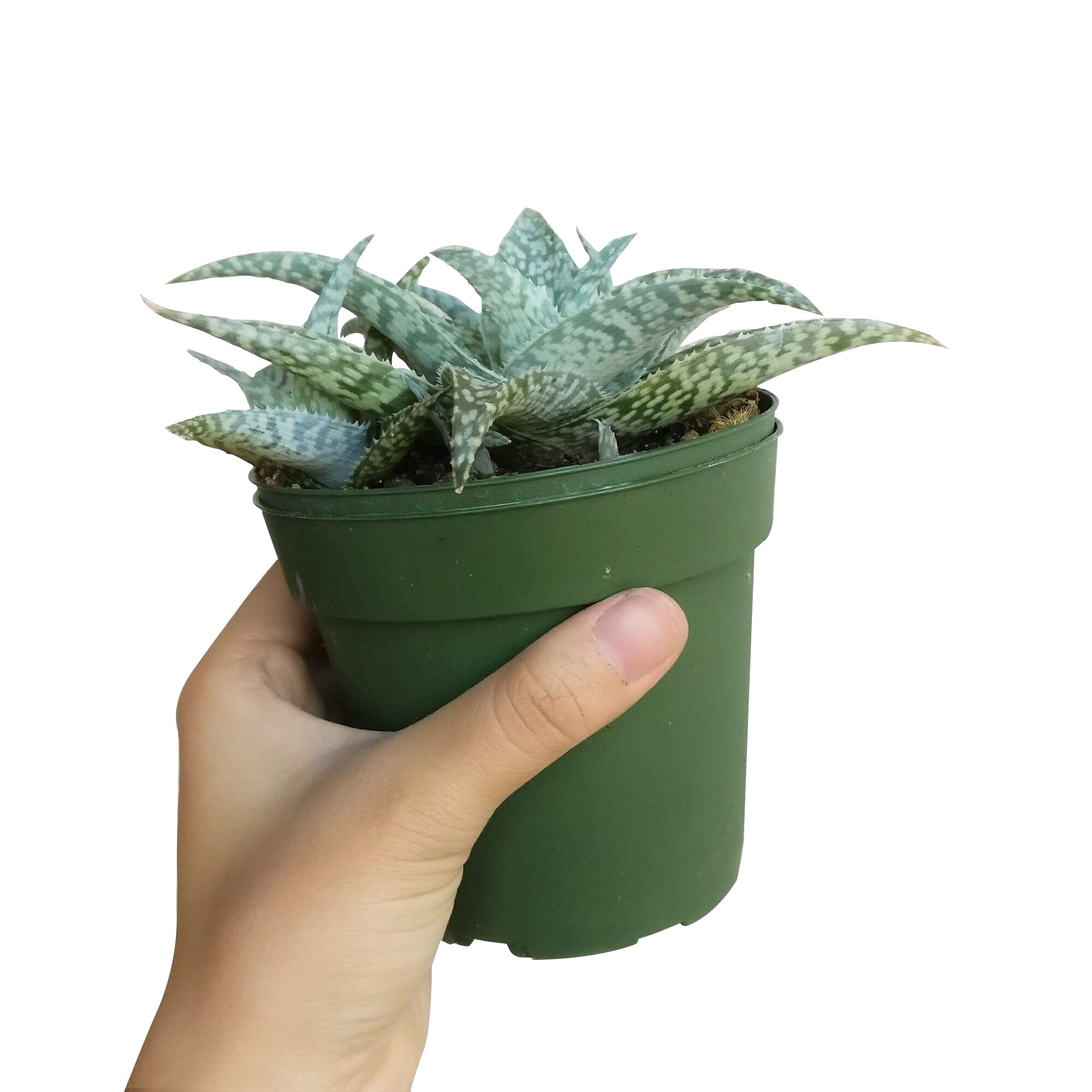 white fox succulent White Fox Aloe for Sale