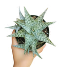 White fox aloe for sale, succulent care tips, succulents store in CA, how to grow succulents, Rare succulents, Succulents shop near me, cactus, succulent care, succulents garden, White fox aloe in California, How to grow White fox aloe, colorful foliage succulent