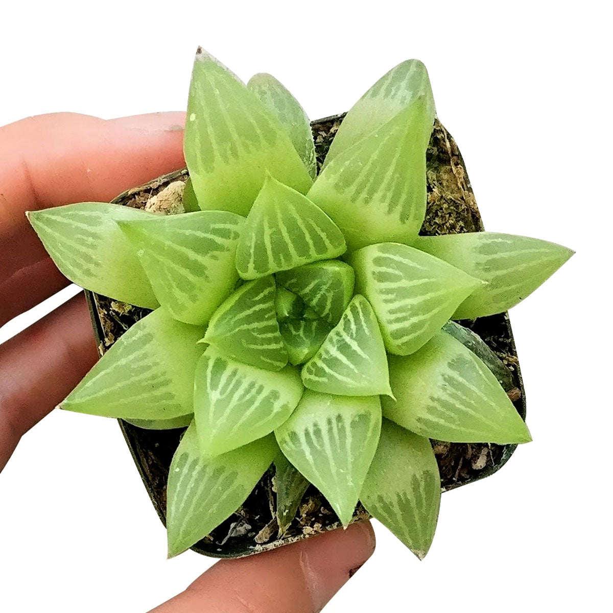 walawala succulent studio Window Haworthia Succulent