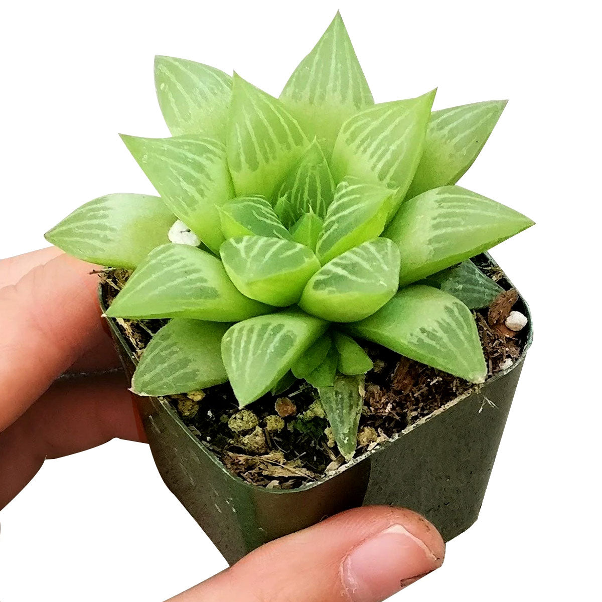 window plant succulent Window Haworthia Succulent