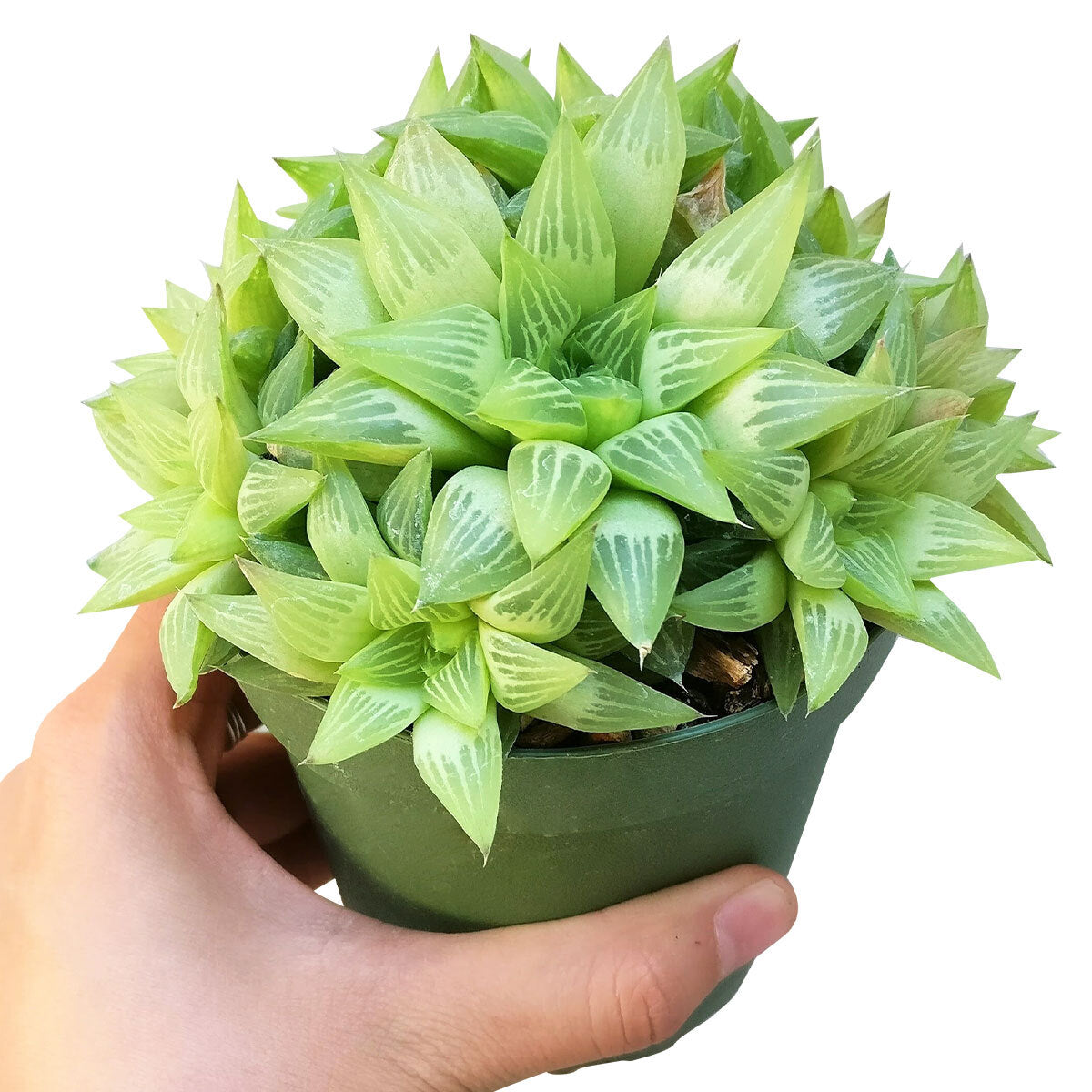Star Window Haworthia Succulent, succulents garden, succulent plant, Rare succulents, Succulents shop near me, cactus, succulents store in CA, how to grow succulents, succulent care, Star Window Haworthia Succulent in California, How to grow Star Window Haworthia Succulent. indoor succulents