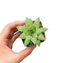 Star Window Haworthia Succulent, succulents garden, succulent plant, Rare succulents, Succulents shop near me, cactus, succulents store in CA, how to grow succulents, succulent care, Star Window Haworthia Succulent in California, How to grow Star Window Haworthia Succulent. indoor succulents