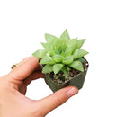 Star Window Haworthia Succulent, succulents garden, succulent plant, Rare succulents, Succulents shop near me, cactus, succulents store in CA, how to grow succulents, succulent care, Star Window Haworthia Succulent in California, How to grow Star Window Haworthia Succulent. indoor succulents