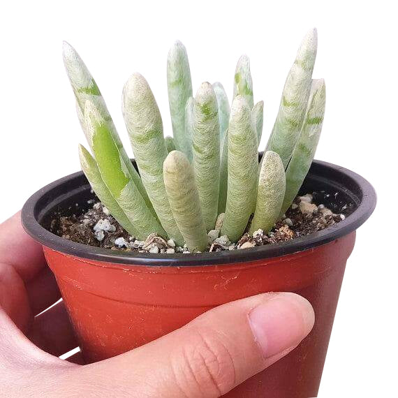 wool ease succulent Woolly Senecio (Senecio scaposus) for Sale