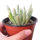 Senecio scaposus for sale, Rare succulents, succulents garden, how to grow succulents, succulent care, succulents store in CA, succulent care guide, indoor succulents, monthly succulents, Senecio scaposus in California, How to grow Senecio scaposus