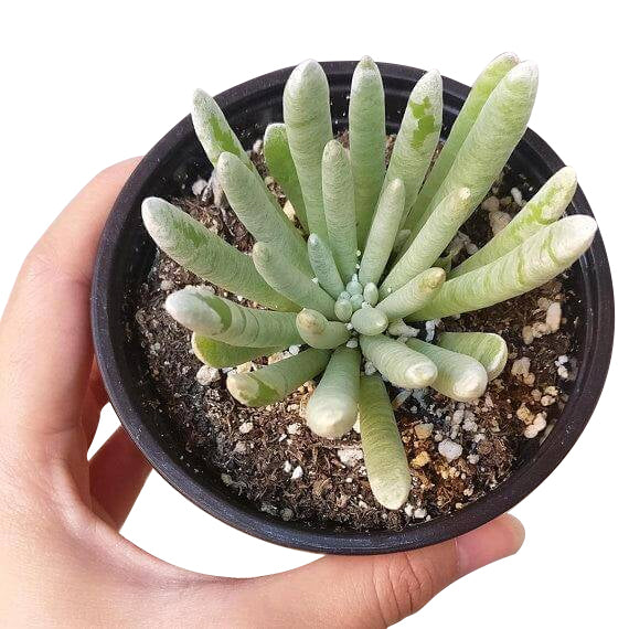Senecio scaposus for sale, Rare succulents, succulents garden, how to grow succulents, succulent care, succulents store in CA, succulent care guide, indoor succulents, monthly succulents, Senecio scaposus in California, How to grow Senecio scaposus
