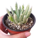 Senecio scaposus for sale, Rare succulents, succulents garden, how to grow succulents, succulent care, succulents store in CA, succulent care guide, indoor succulents, monthly succulents, Senecio scaposus in California, How to grow Senecio scaposus