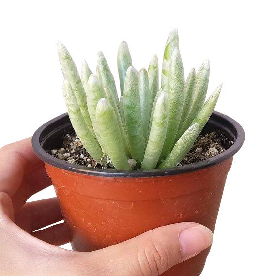 Senecio scaposus for sale, Rare succulents, succulents garden, how to grow succulents, succulent care, succulents store in CA, succulent care guide, indoor succulents, monthly succulents, Senecio scaposus in California, How to grow Senecio scaposus