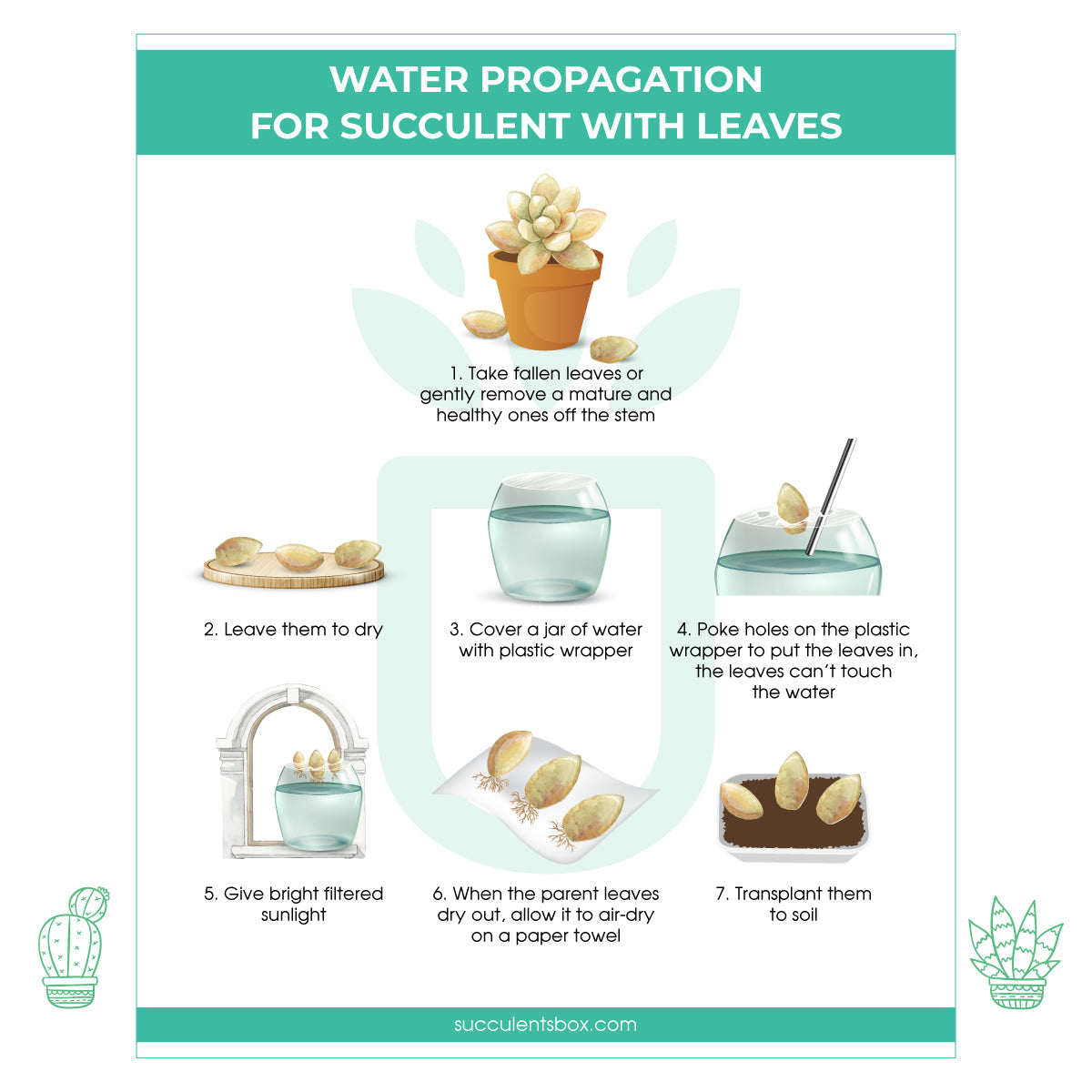 succulent cuttings care Free Printable Succulent Propagation Care Card | How to Propagate Succulent Plant from Leaves & Cuttings