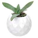 Wavy Pot for sale, ceramic vase for home decor, ceramic succulent and cactus pots for sale, Succulent gift ideas