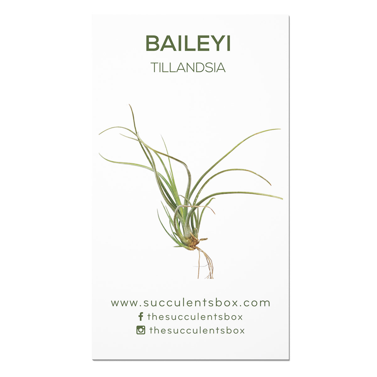 Air Plant ID Cards