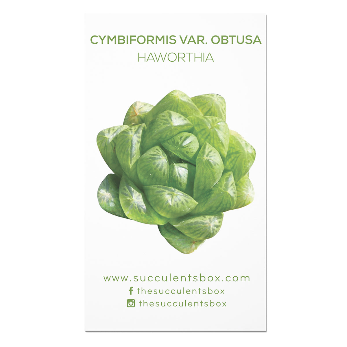 Succulent ID Cards for sale, Airplant ID Cards for sale, Succulent Care Cards, ID Cards for Specific Succulents, Identifying Types of Succulents, Types of Succulent Plants, How to identify Types of succulents, Succulents Gift Ideas, How to care for Types of Succulents. indoor succulents.