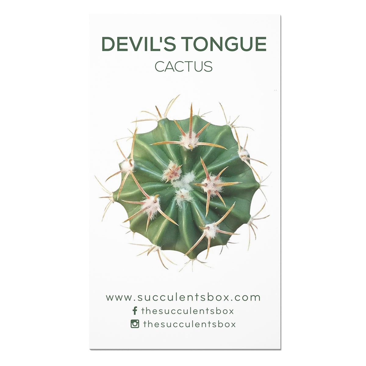 cactus, cactus succulent, succulent cactus, cacti, cactus and succulents, succulents box, succulent shop, buy succulents online. indoor succulents.