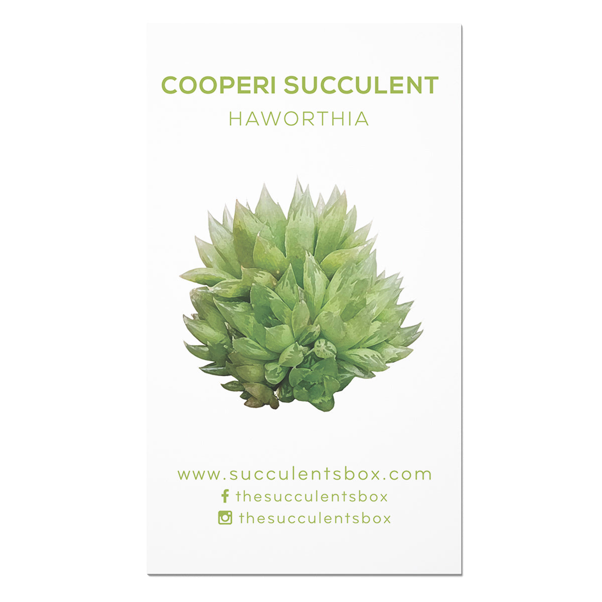 succulent identifier online Buy Succulent ID Cards Online: Agave/ Aloe/ Gasteria/ Haworthia