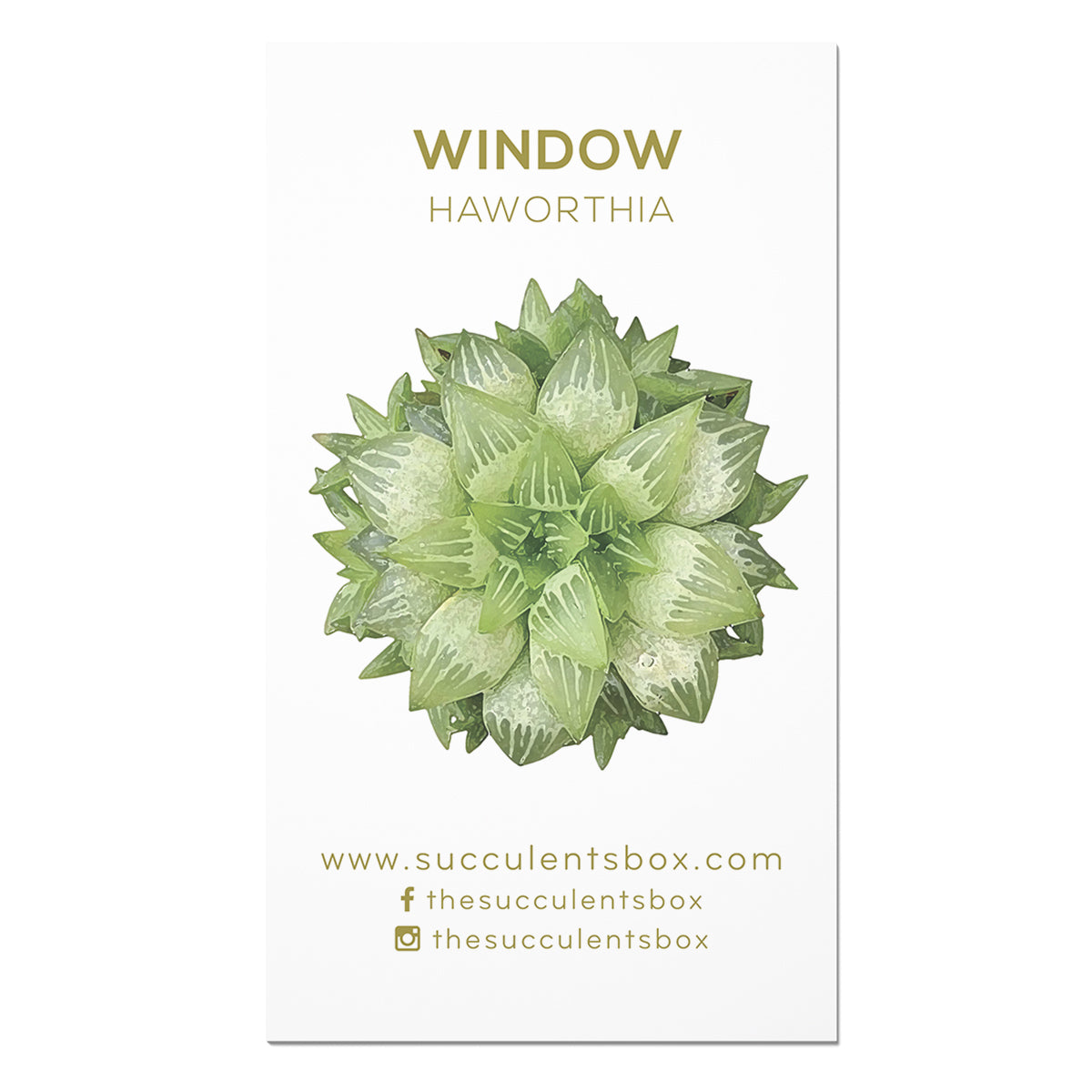 succulent identifier online Buy Succulent ID Cards Online: Agave/ Aloe/ Gasteria/ Haworthia