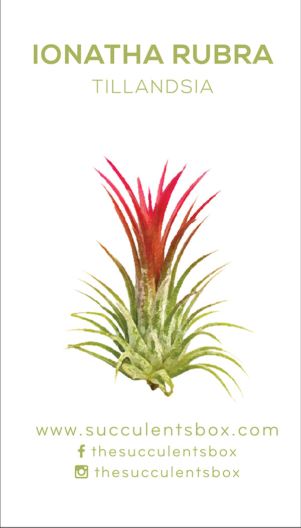 air plant identification guide Know Your Air Plants: Identification Cards