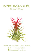 Air Plant ID Cards