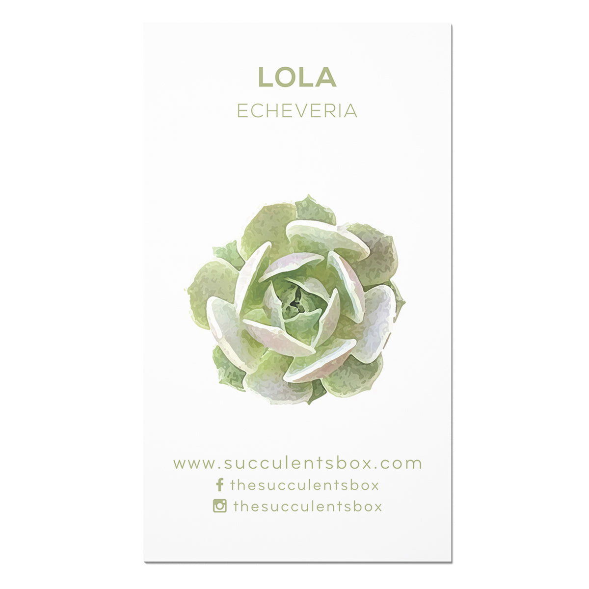 Succulent ID Cards for sale, Airplant ID Cards for sale, Succulent Care Cards, ID Cards for Specific Succulents, Identifying Types of Succulents, Types of Succulent Plants, How to identify Types of succulents, Succulents Gift Ideas, How to care for Types of Succulents, echeveria, echeveria succulent, echeveria types, succulent echeveria, buy succulents online, succulent shop, succulent store, echeveria plant