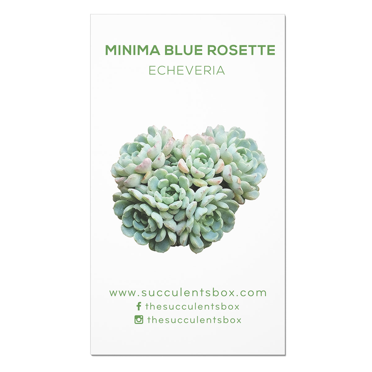 identify your succulent Echeveria Succulent ID Cards