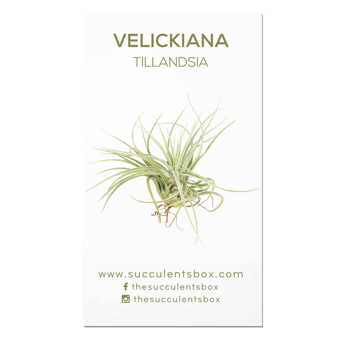 Succulent ID Cards for sale, Airplant ID Cards for sale, Succulent Care Cards, ID Cards for Specific Succulents, Identifying Types of Succulents, Types of Succulent Plants, How to identify Types of succulents, Succulents Gift Ideas, How to care for Types of Succulents