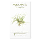 Air Plant ID Cards