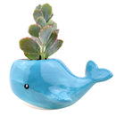 Whale Pot Pot for sale, Ceramic mini pot for succulents and flowers, Ceramic Whale Pot Pot, Cute succulent planter, ideal gifts for mom, Whale Pot for sale