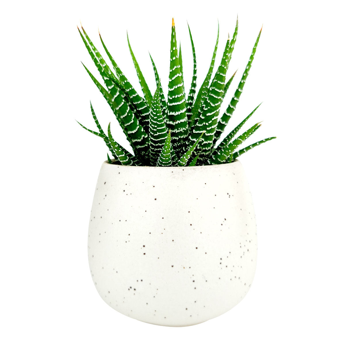 Mini ceramic pot for succulents and cacti, Modern design pot, Succulent and cactus pots for sale, Succulent gift decor ideas, Elegant flower pots, White Egg Pot for Sale, Elegant Plain Ceramic Pot for plants and flowers