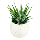 Mini ceramic pot for succulents and cacti, Modern design pot, Succulent and cactus pots for sale, Succulent gift decor ideas, Elegant flower pots, White Egg Pot for Sale, Elegant Plain Ceramic Pot for plants and flowers