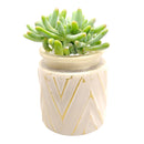 Pot for sale, Mini pot for succulent, Succulent pot decor ideas, White Chevron Pattern pot, Flower pot for sale, glass pots for planting, succulent gift for holiday