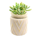 Pot for sale, Mini pot for succulent, Succulent pot decor ideas, Chevron Pattern pot pack, Flower pot for sale, glass pots for planting, succulent gift for holiday