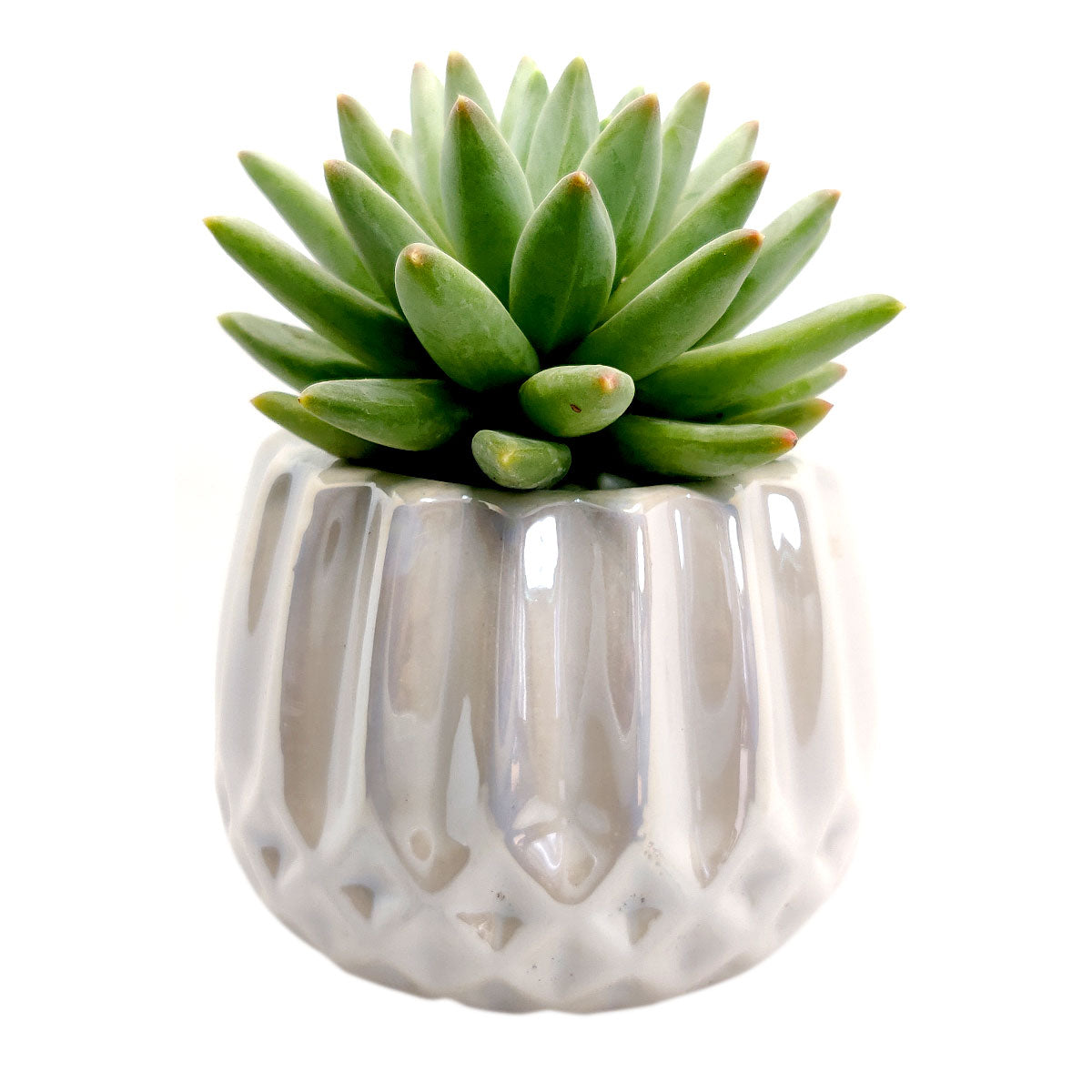 single succulent pot White Modern Geometric Planter
