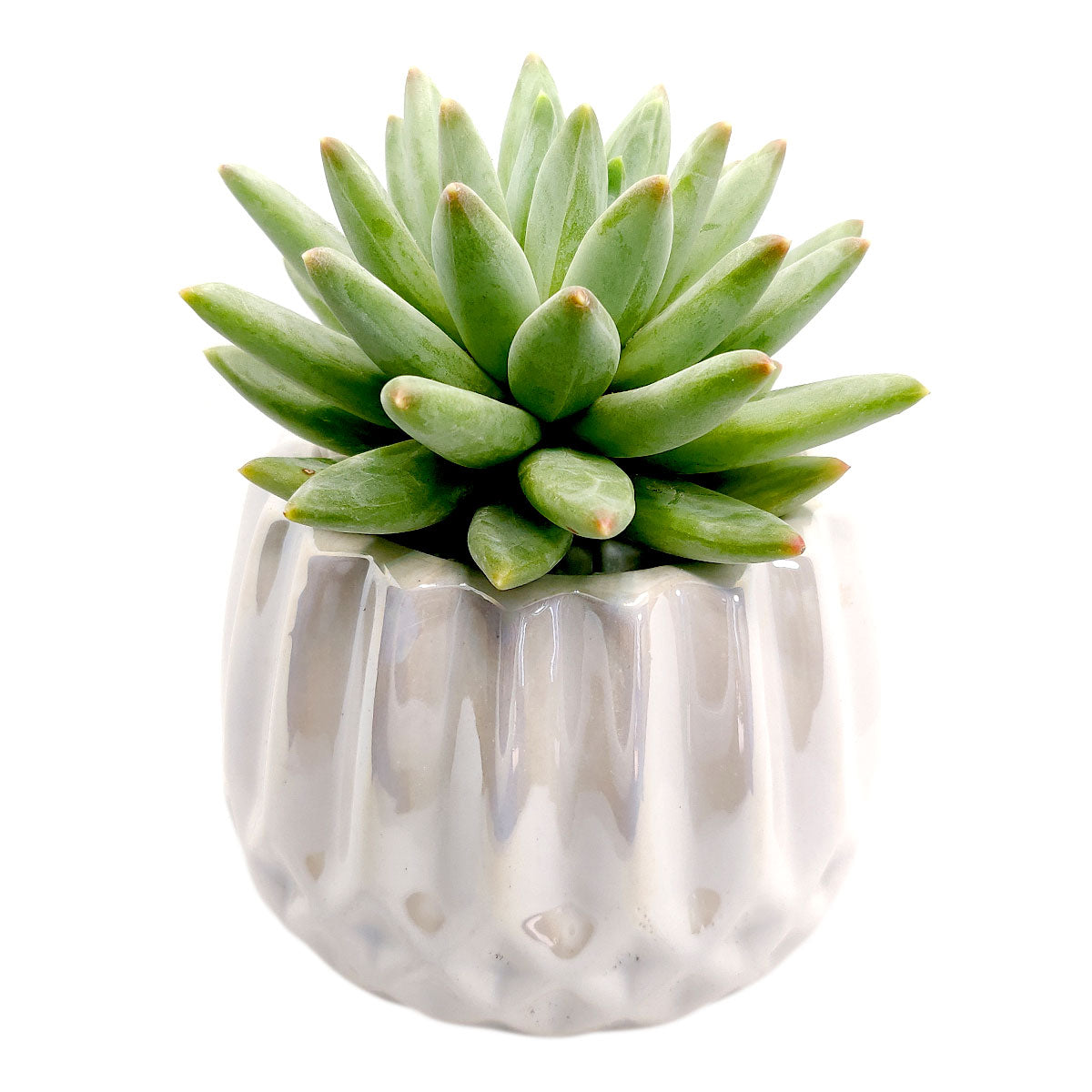 Pot for sale, Mini pot for succulent, Succulent pot decor ideas, White Modern Geometric Pot, Flower pot for sale, glass pots for planting, succulent gift for holiday