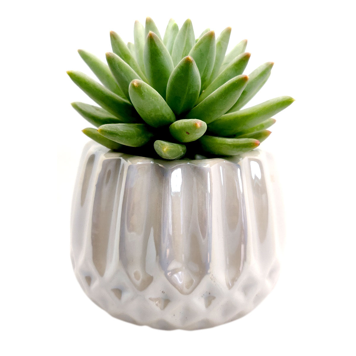 Pot for sale, Mini pot for succulent, Succulent pot decor ideas, White Modern Geometric Pot, Flower pot for sale, glass pots for planting, succulent gift for holiday