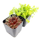 Winter Hardy Succulents Pack