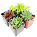 Winter Hardy Succulents Pack