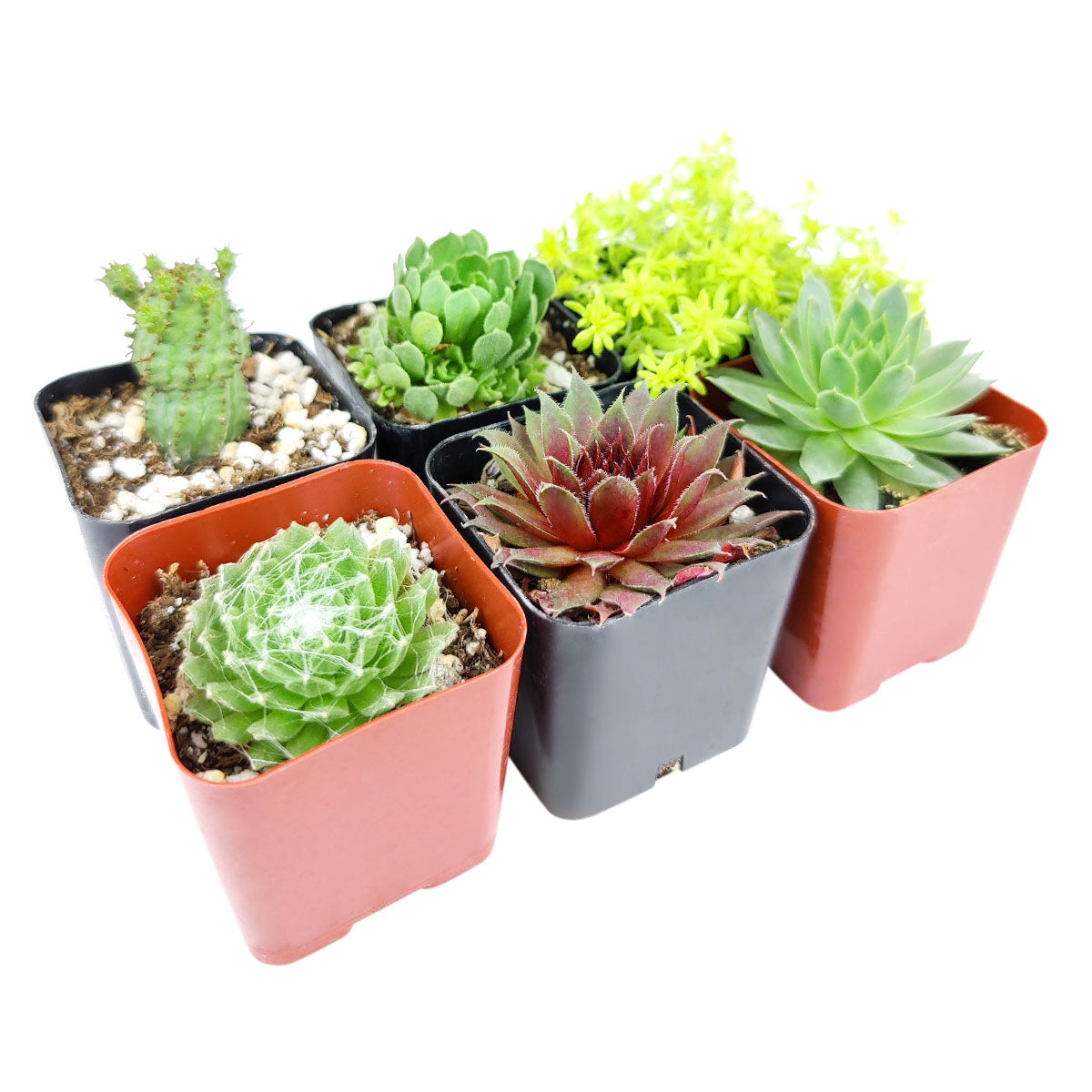 Winter Hardy Succulents Pack for sale, Caring for Succulents in Winter, Hardy Succulents, Cold Tolerant Succulents, Types of Outdoor Succulents for Extreme Cold Weather