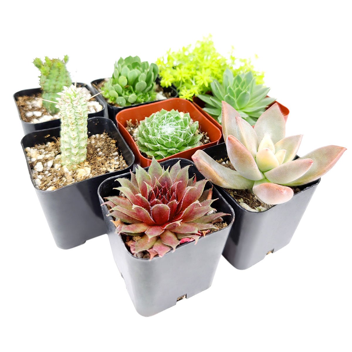 Assorted Collection of Live Succulents Randomly Picked, Succulents Assorted for sale, Succulents Home Office Decor, Succulents Gift Ideas, Rare Succulents for sale, Types of Succulent Plants with Care Guide