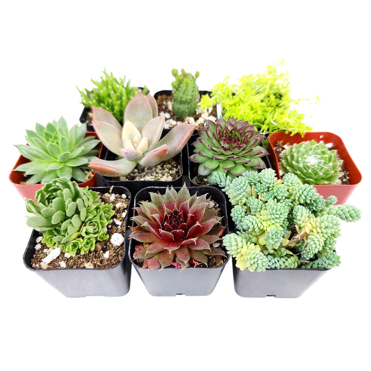 Winter Hardy Succulents Pack for sale, Caring for Succulents in Winter, Hardy Succulents, Cold Tolerant Succulents, Types of Outdoor Succulents for Extreme Cold Weather