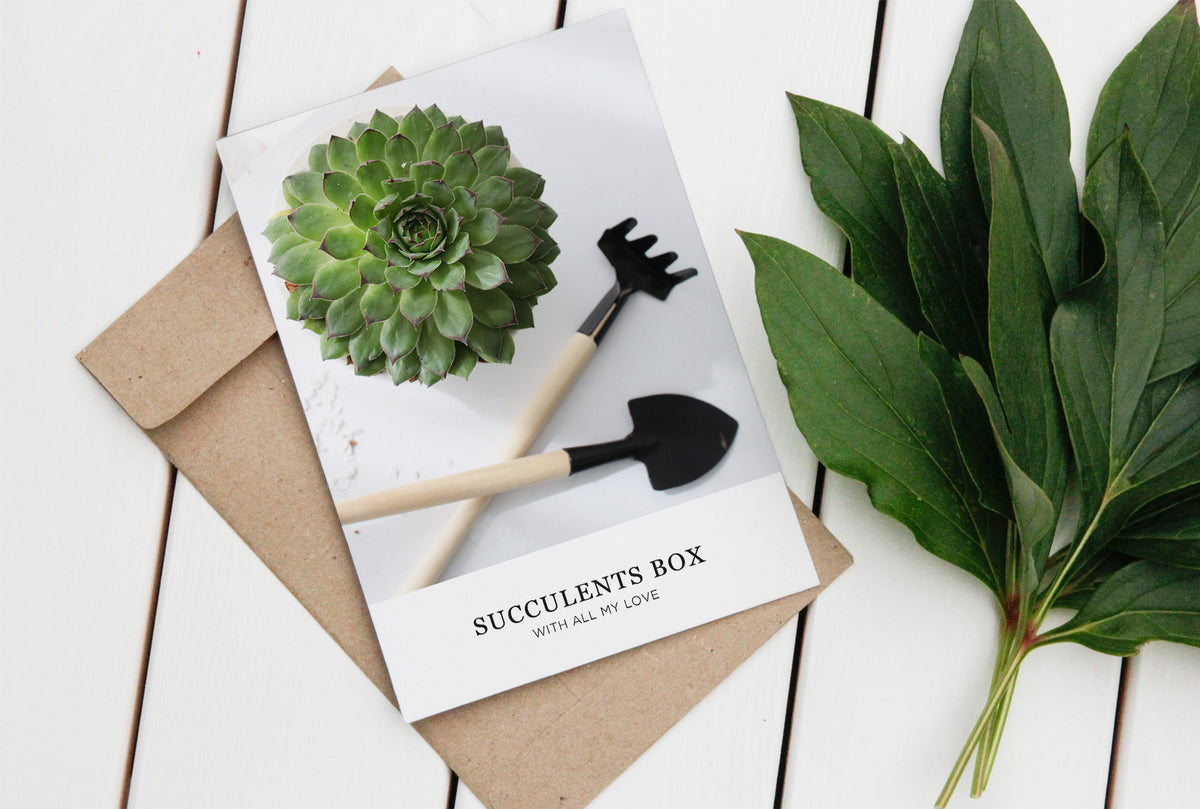 Succulents Card Favor