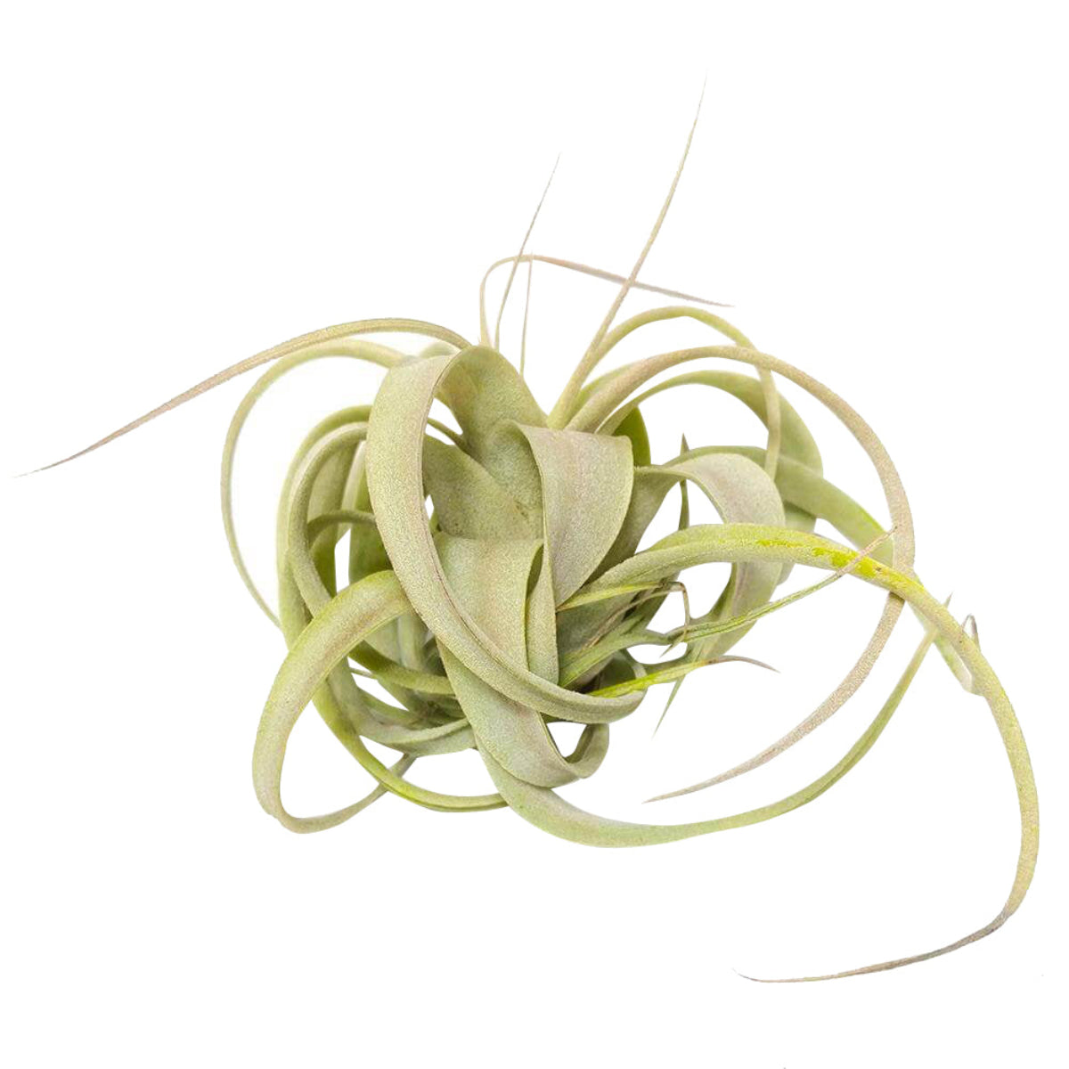 xerographica air plant for sale Tillandsia Xerographica