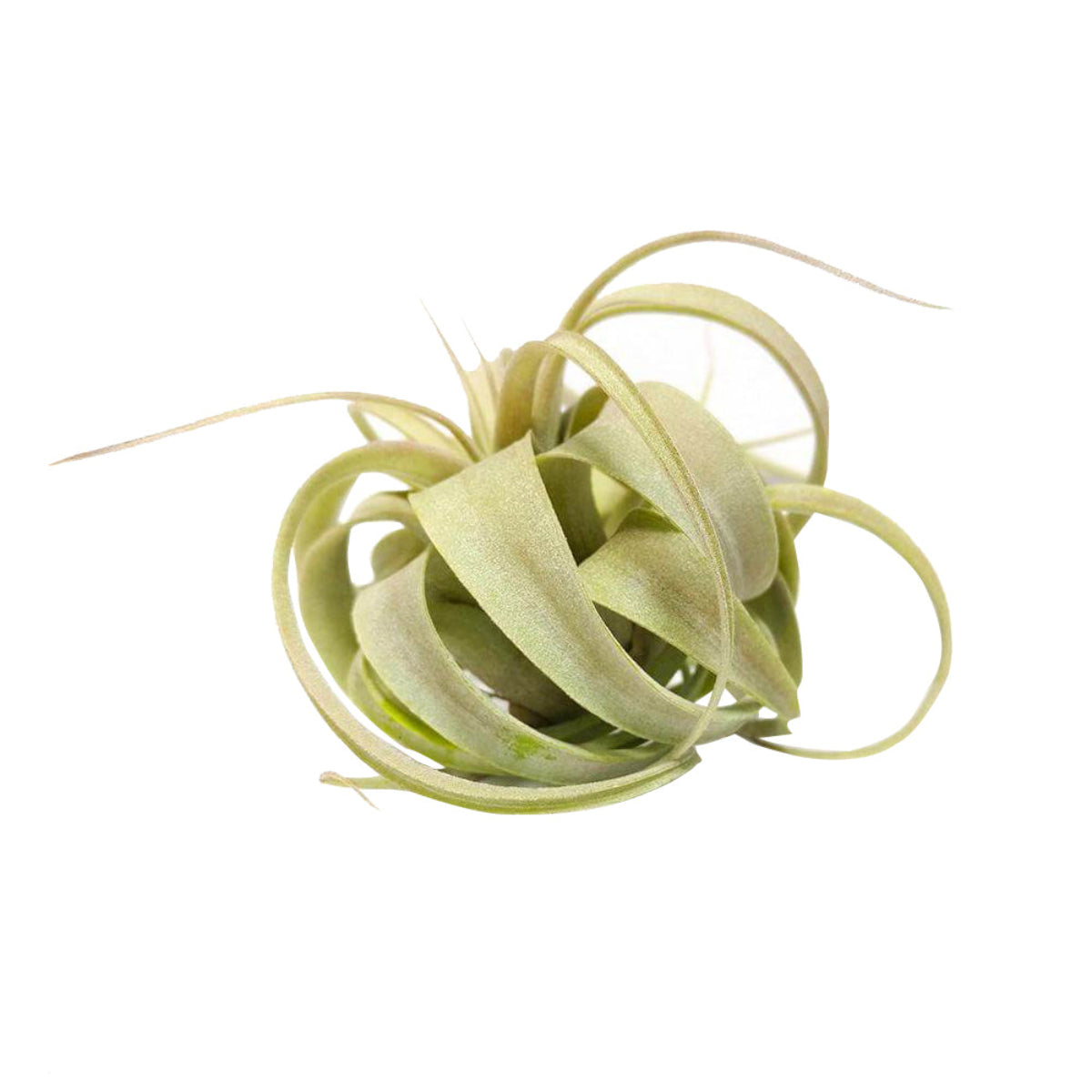 sparkler air plant Tillandsia Xerographica